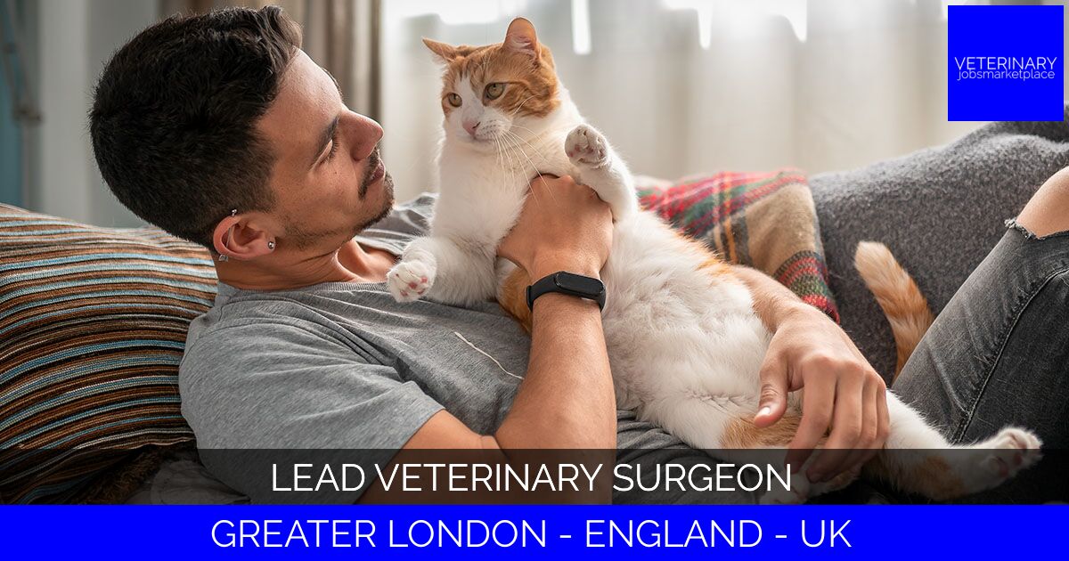 Lead Veterinary Surgeon