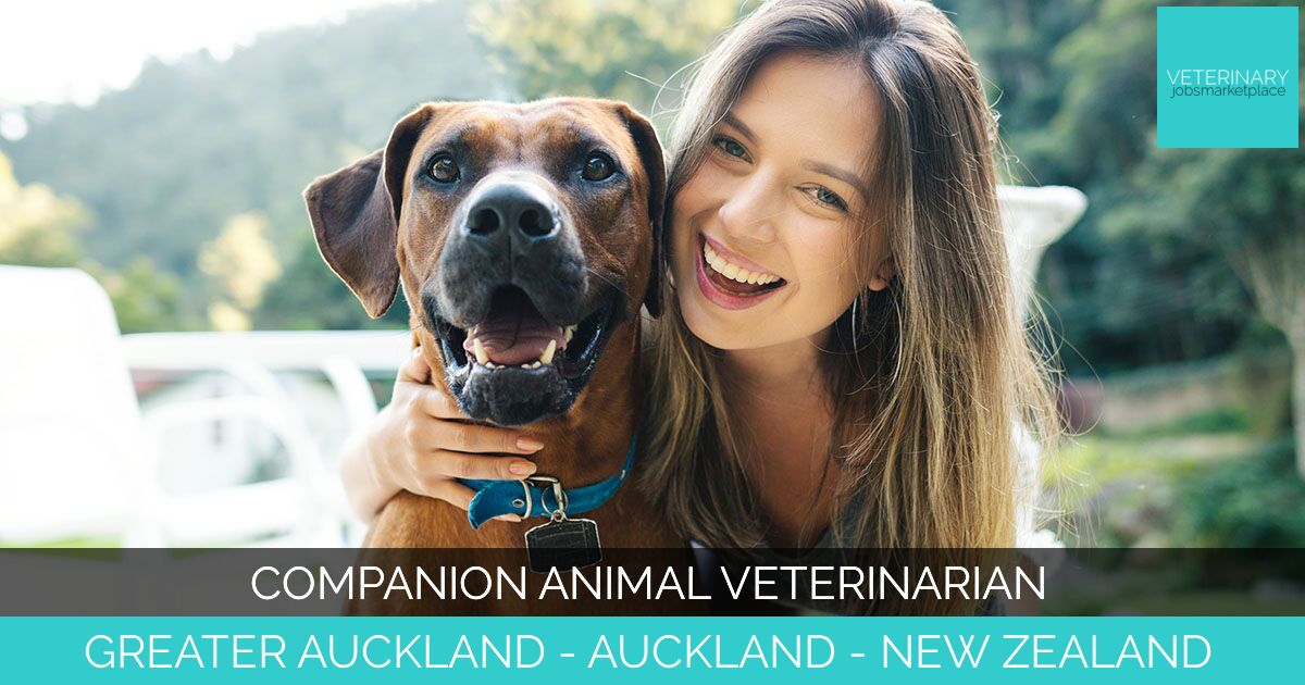Companion Animal Veterinarian