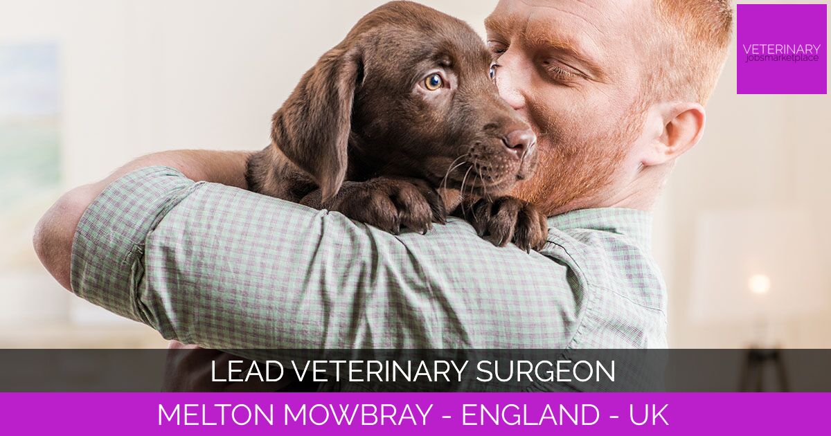 Lead Veterinary Surgeon