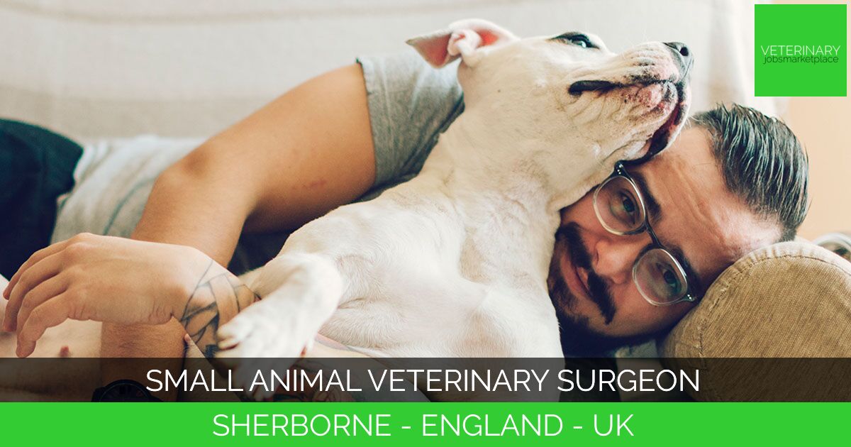 Small Animal Veterinary Surgeon