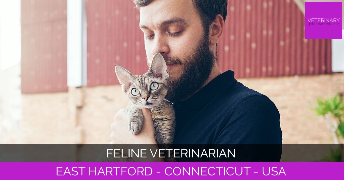 Feline Veterinarian