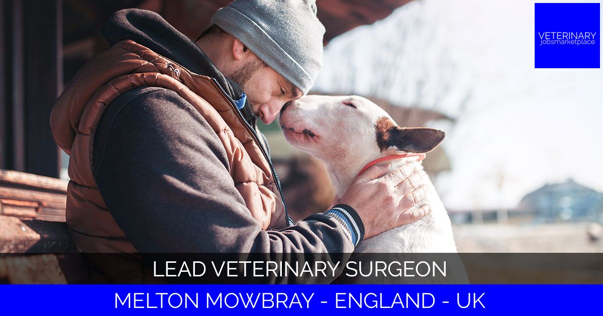 Lead Veterinary Surgeon