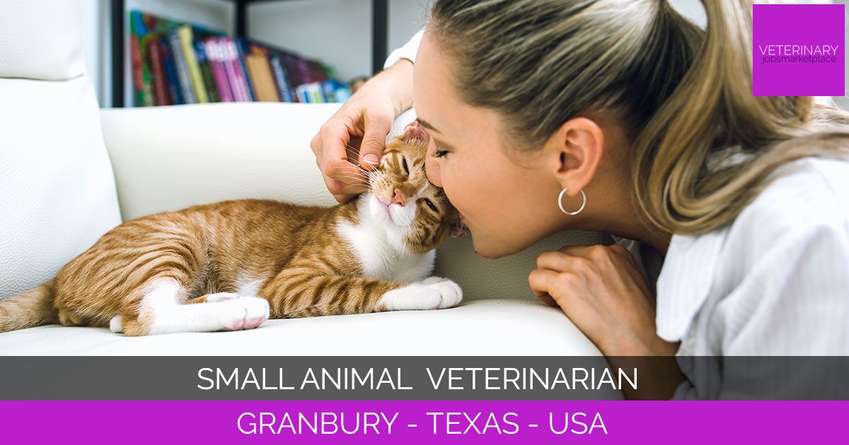 Small Animal Veterinarian