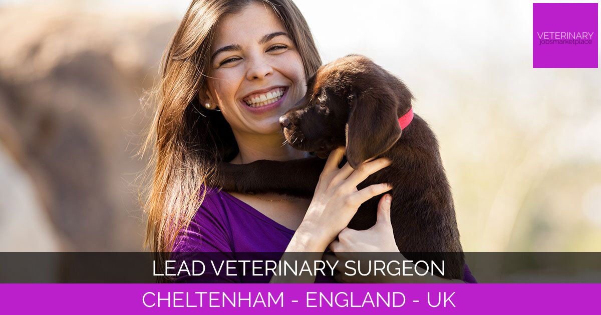 Lead Veterinary Surgeon