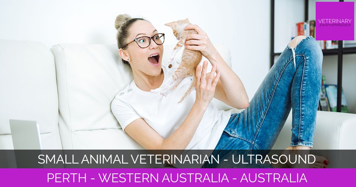 Small Animal Veterinarian - Ultrasound