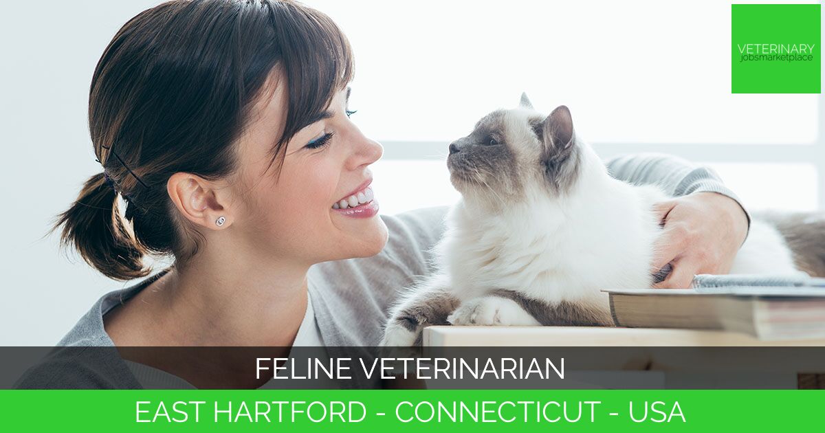 Feline Veterinarian