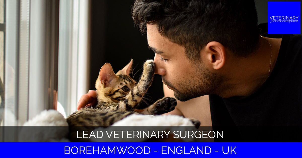Lead Veterinary Surgeon