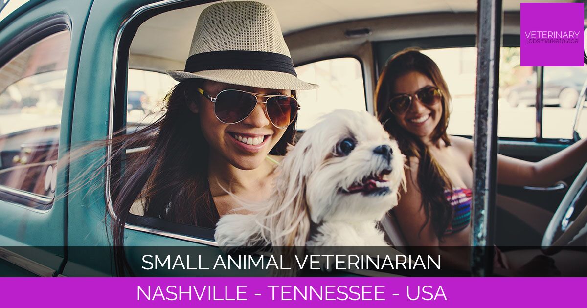 Small Animal Veterinarian