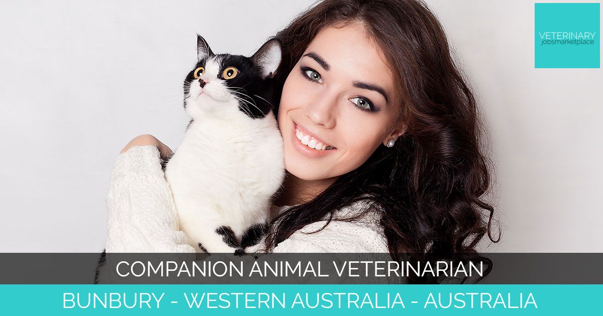 Companion Animal Veterinarian