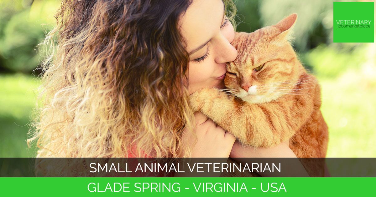 Small Animal Veterinarian