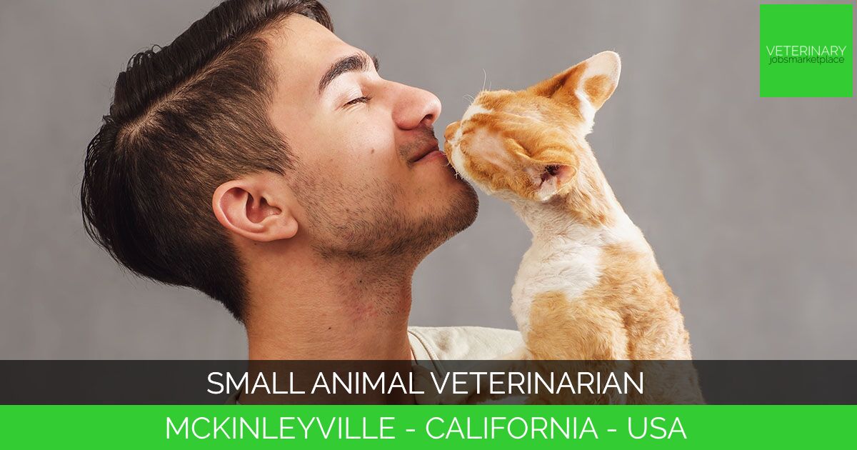 Small Animal Veterinarian