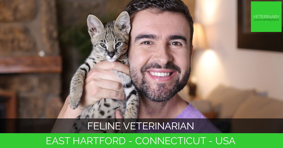 Feline Veterinarian