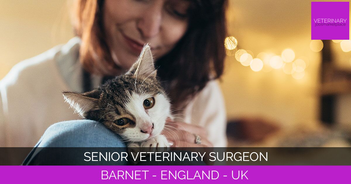 Senior Veterinary Surgeon