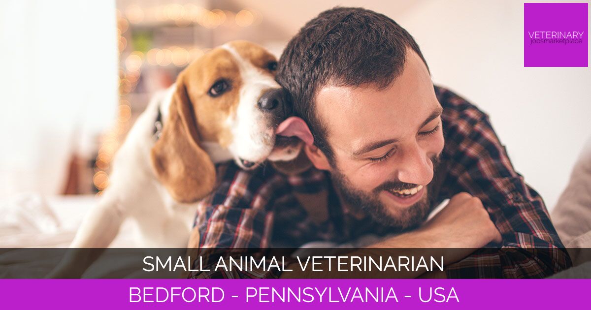 Small Animal Veterinarian