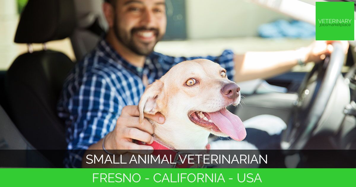 Small Animal Veterinarian