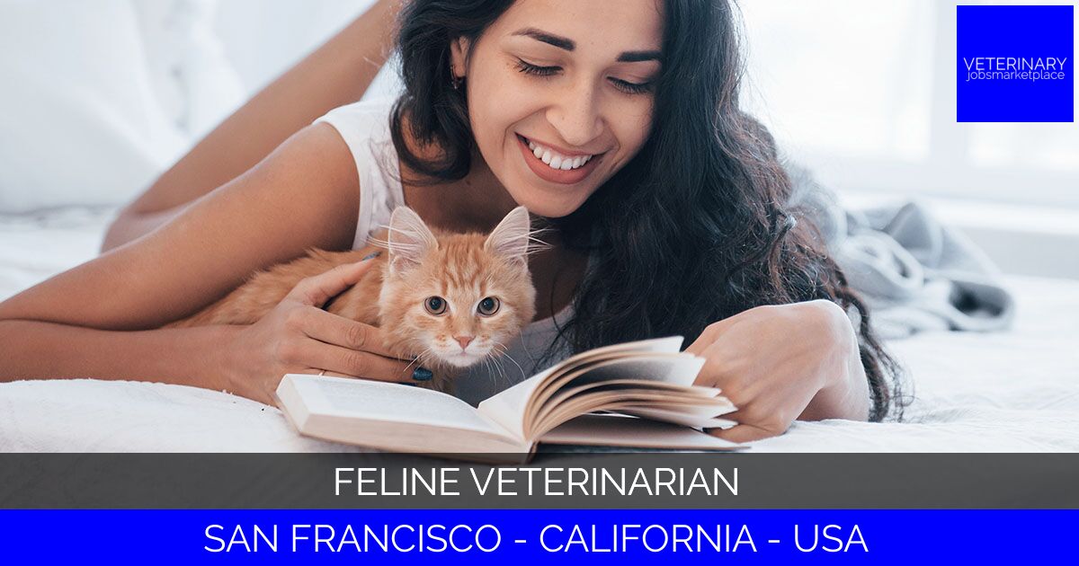 Feline Veterinarian