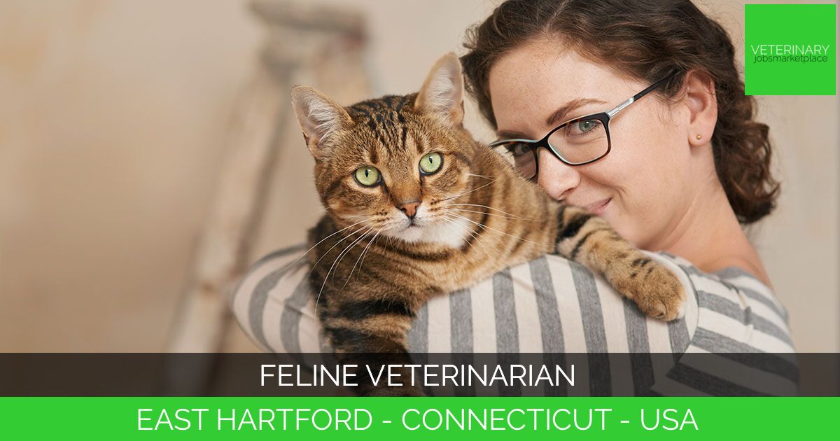 Feline Veterinarian