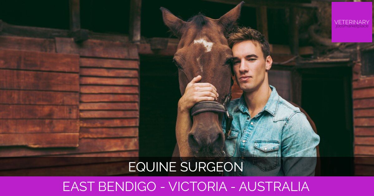 Equine Surgeon