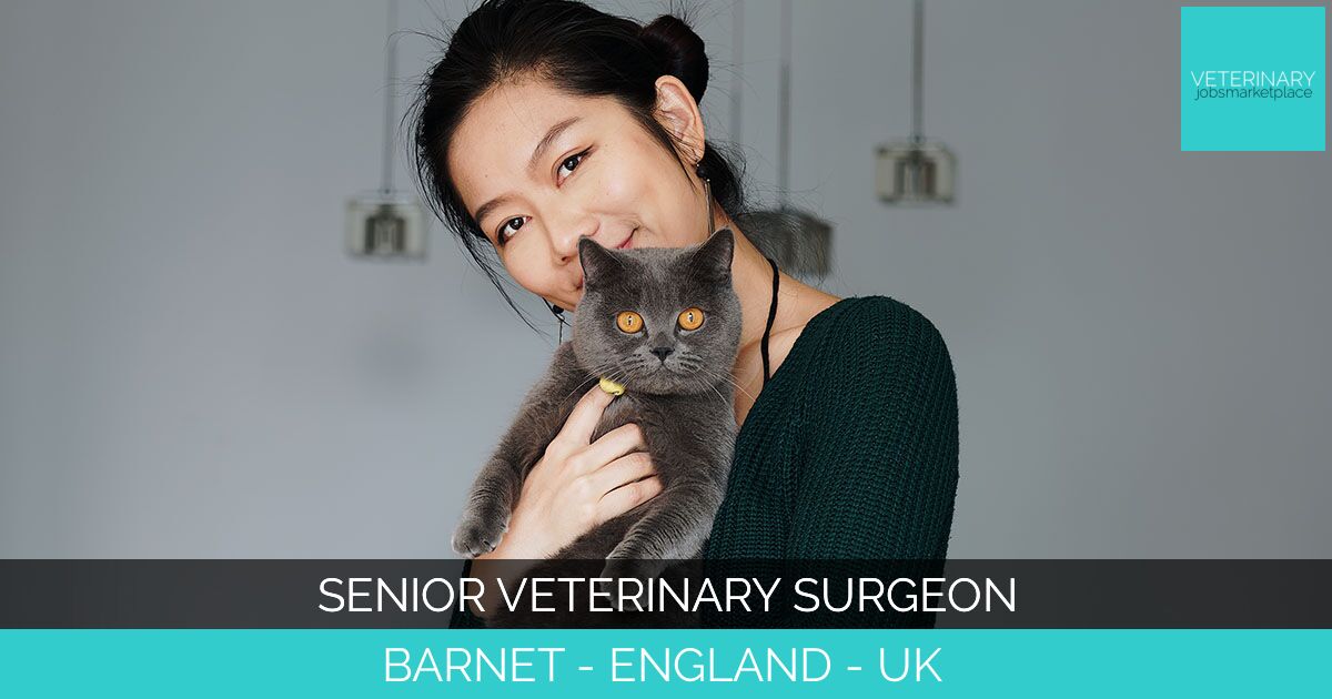 Senior Veterinary Surgeon