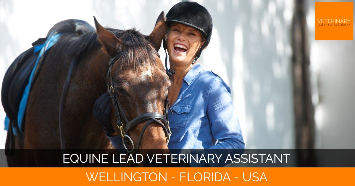 Equine Lead Veterinary Assistant