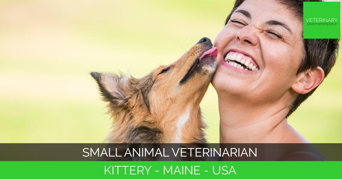 Small Animal Veterinarian