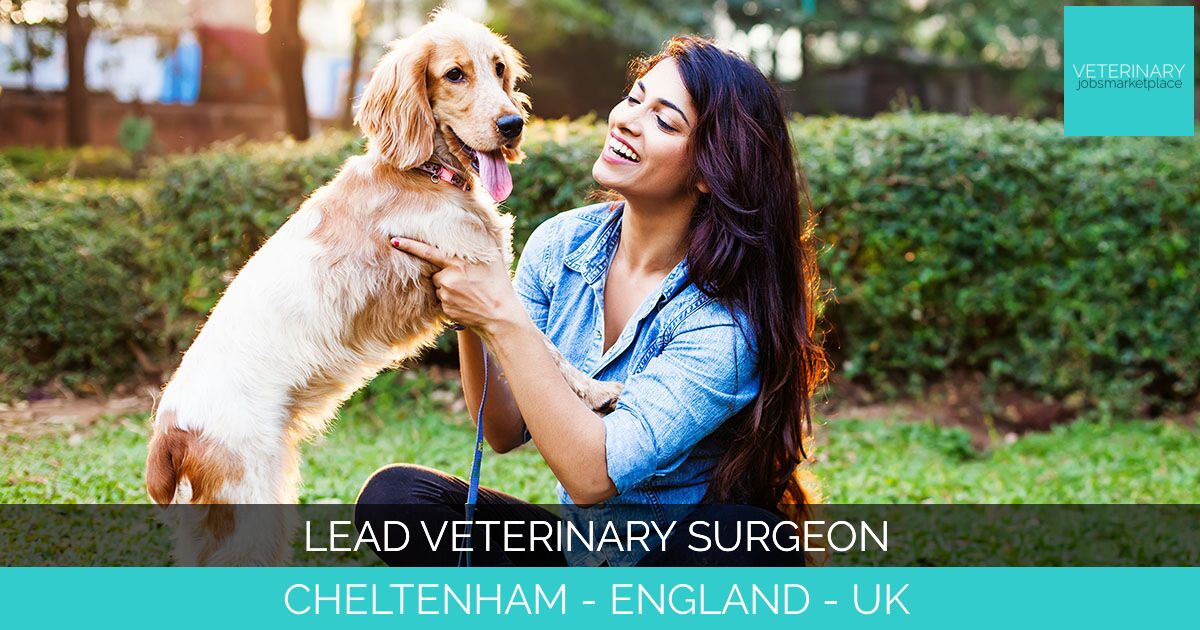Lead Veterinary Surgeon