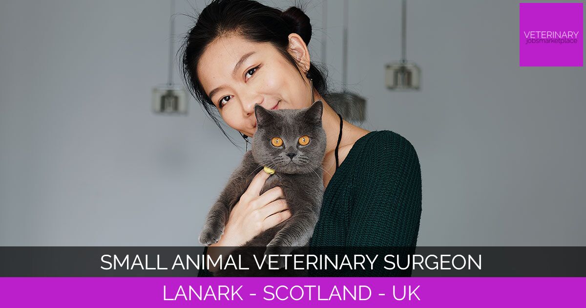 Small Animal Veterinary Surgeon