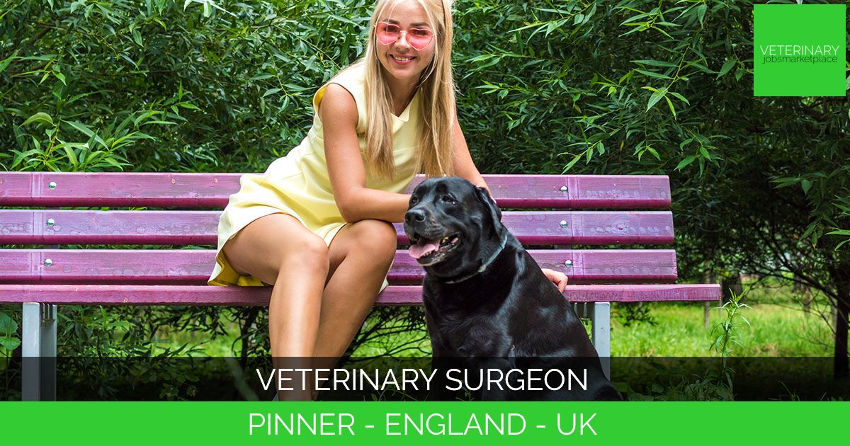 Veterinary Surgeon