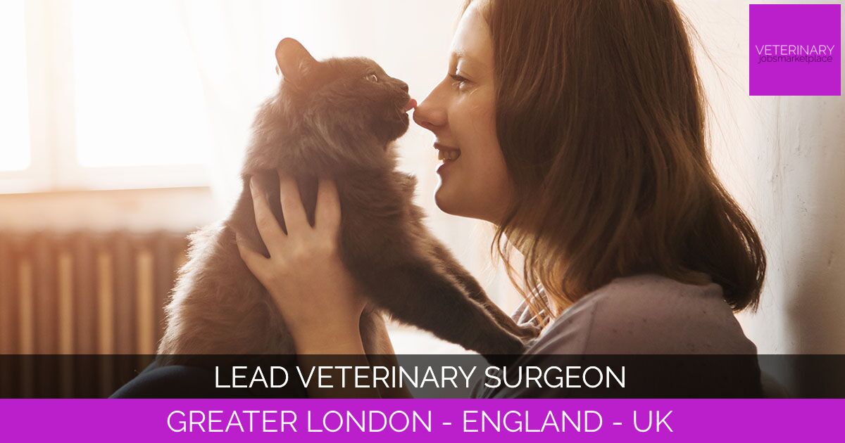 Lead Veterinary Surgeon