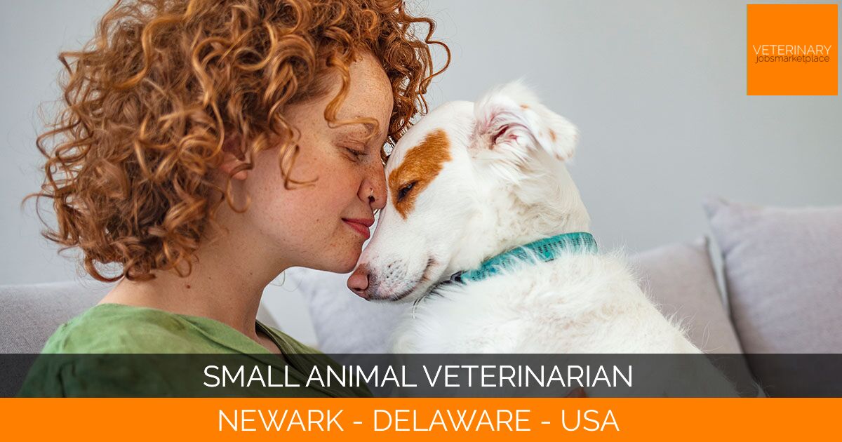Small Animal Veterinarian