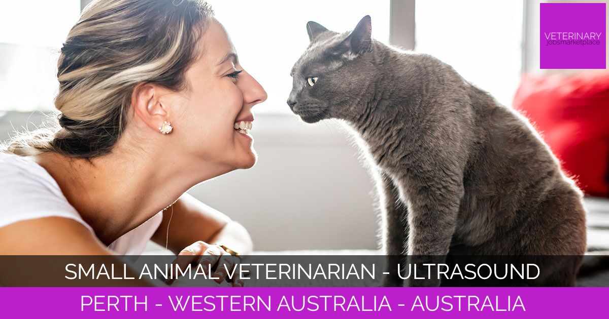 Small Animal Veterinarian - Ultrasound