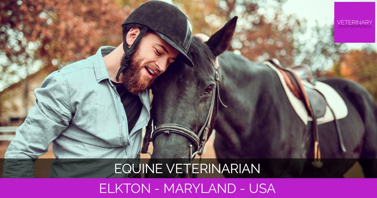 Equine Veterinarian