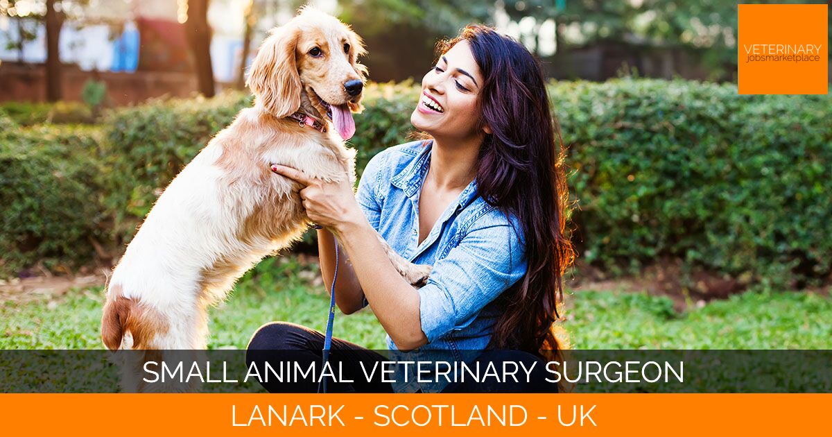 Small Animal Veterinary Surgeon