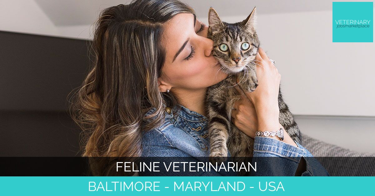 Feline Veterinarian