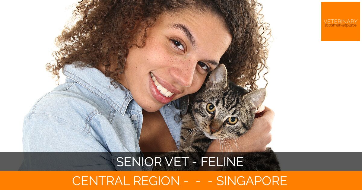 Senior Vet - Feline