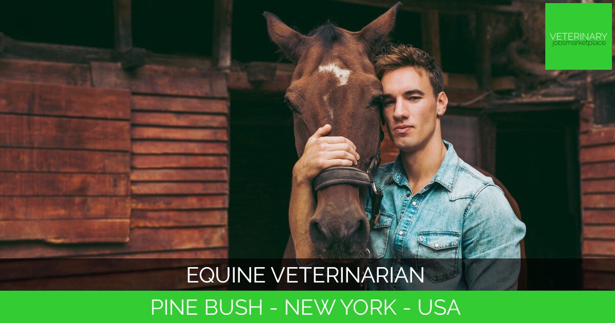 Equine Veterinarian