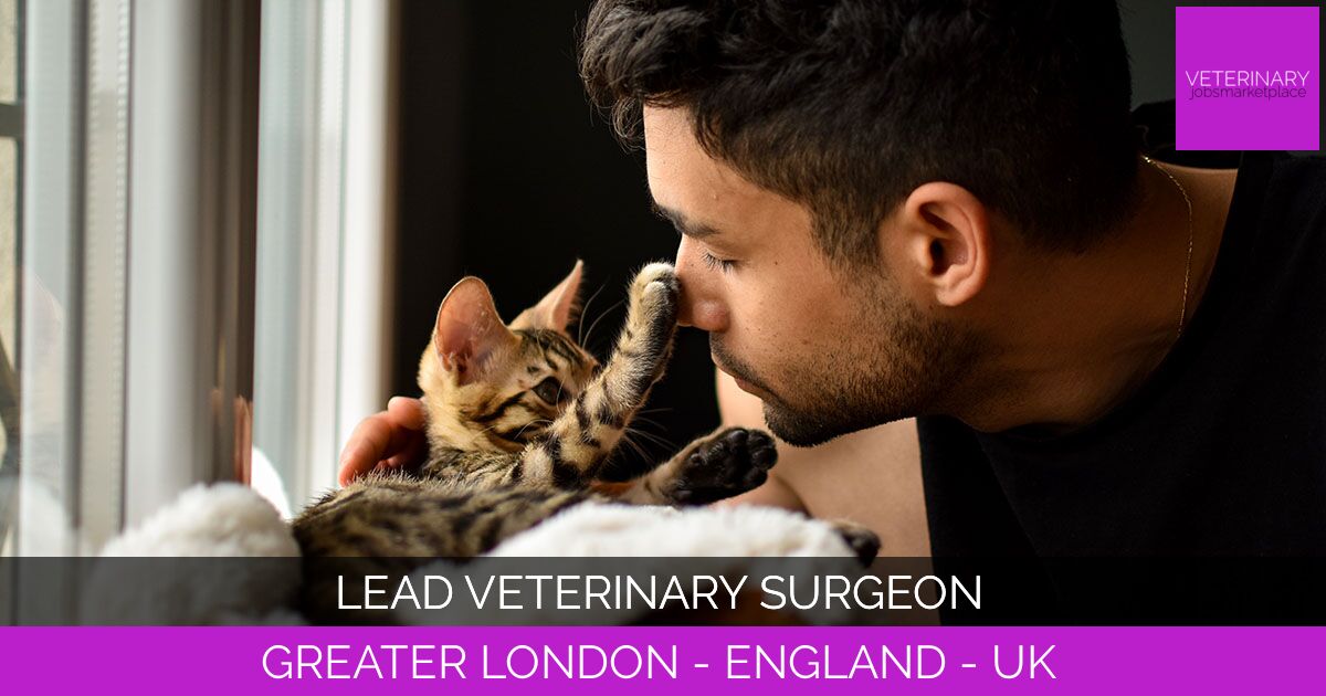 Lead Veterinary Surgeon