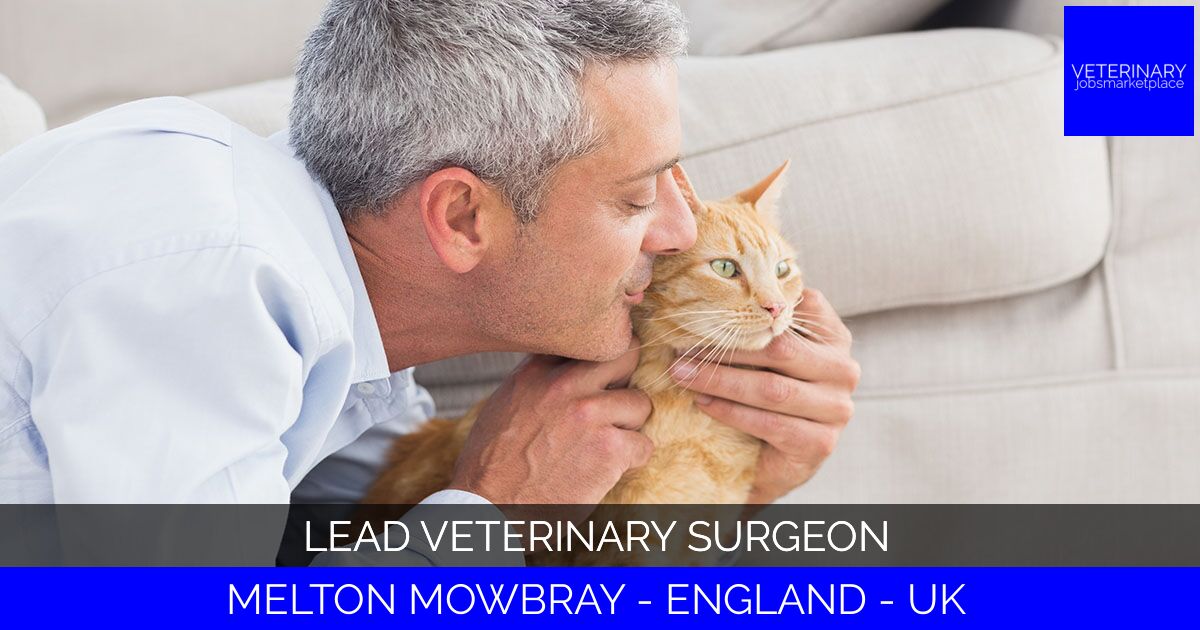 Lead Veterinary Surgeon