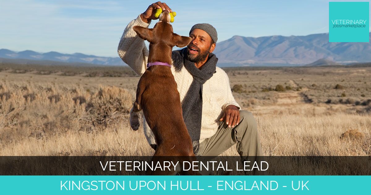 Veterinary Dental Lead