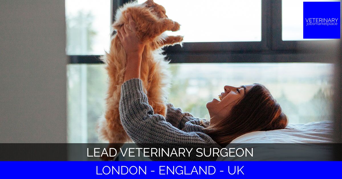 Lead Veterinary Surgeon