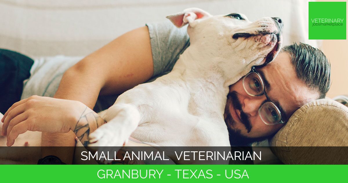 Small Animal Veterinarian